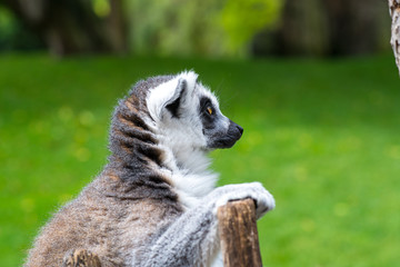Lemur on nature in a pensive posture in summer