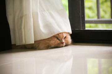 Curtain with cat face 