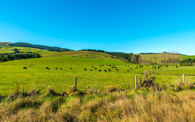 Obraz premium Lake Tekapo, New Zealand