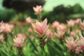 Pink flowers : Pink flowers in summer