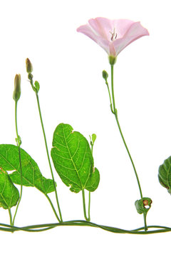 Acker-Winde (Convolvulus arvensis) bl&uuml;hende Pflanze isoliert vor wei&szlig;em Hintergrund
