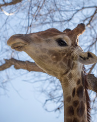 Portrait of a giraffe on a wood background