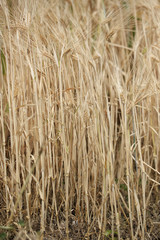 Gersten-Feld (Hordeum vulgare)