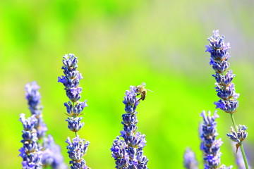 Lavender and bee