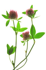 Rotklee (Trifolium pratense) blühende Pflanze freigestellt vor weißem Hintergrund