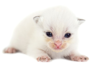 Newborn kitten on white background