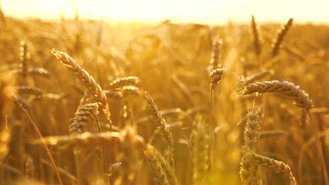Fligth across the golden wheat field