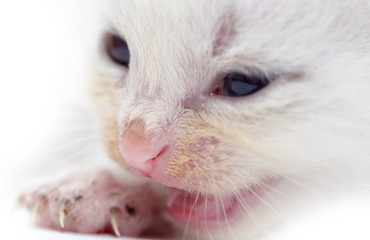 Newborn kitten on white background