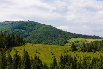 Fototapeta premium Beautiful mountains covered trees