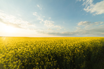 Obraz premium Yellow oilseed rape field under the blue bright sky