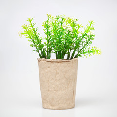 Ornamental plant in cardboard cup isolated on white.