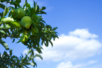 Green plums on a branch against the sky