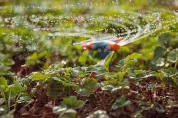 Strawberry bushes are watering large drops of water. Drops in the air