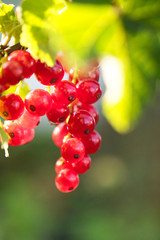 bunch of red currant in the morning light on a blurred green background. Red currant harvest season