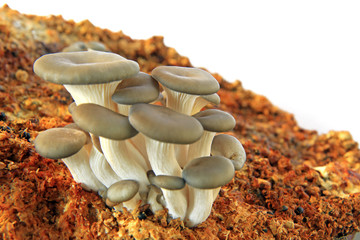 Austernseitling (Pleurotus ostreatus) Zuchtpilze auf Kultursubstrat