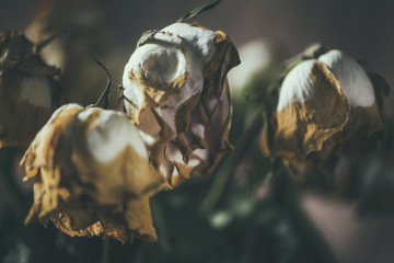 Dried roses in vase with dramatic lighting