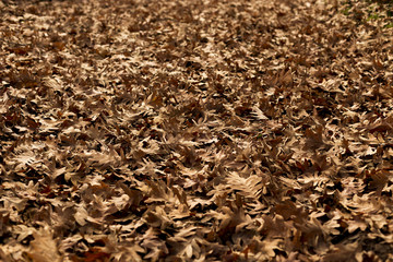 Sea of leaves