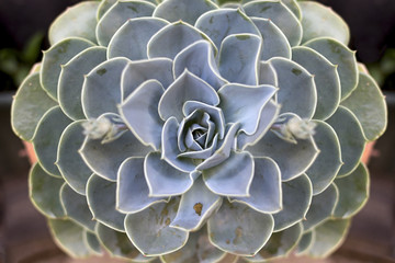 Symmetrical plant