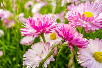 Obraz premium Spring daisies meadow