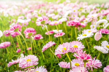 Obraz na płótnie Canvas Spring daisies meadow