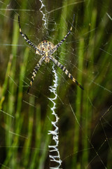 Argiope lobata