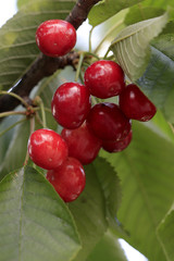 Rote reife Kirschen am Baum 