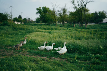 Geese, livestock, ducks, ducklings, farm, farming, animals