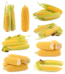 Corn on a white background