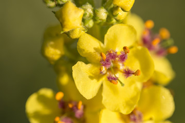 macro of yellow flower