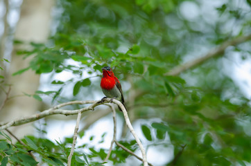 Crimson Sunbird perching on a branc