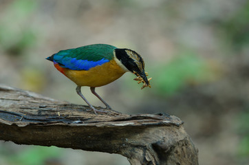 Blue-winged Pitta in nature of Thailand