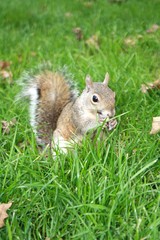 squirrel in London park