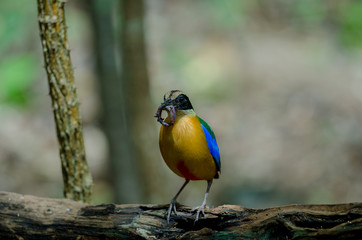 Blue-winged Pitta in nature of Thailand