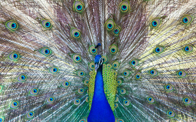 Fototapeta premium Beautiful peacock close portrait, vibrant colors