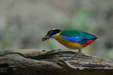 Blue-winged Pitta in nature of Thailand
