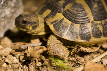 Tortue Hermann Provence