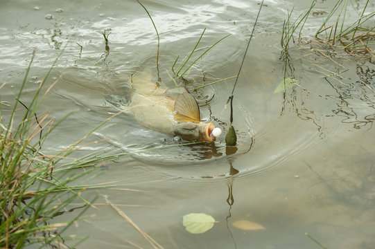 tanche prise avec bouillette