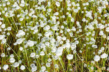 Fototapeta premium Flower on field