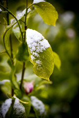 feuille enneigée