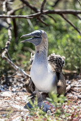Galapagos Blaufusstölpel mit Baby