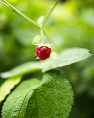 Juicy red berry raspberries in the garden