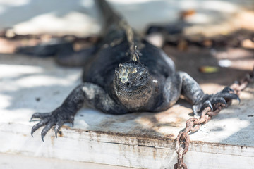 Meerechse sitzt auf einem Steg