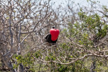 Prachtfregattvogel mit aufgeblasenem Kehlsack
