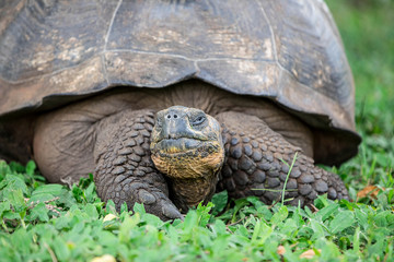 Obraz premium Portrait einer Galapagos Riesenschildkröte