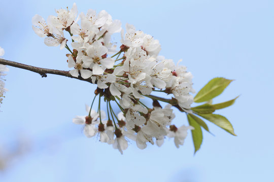 Birnbaum Blüten im Frühling (Pyrus)