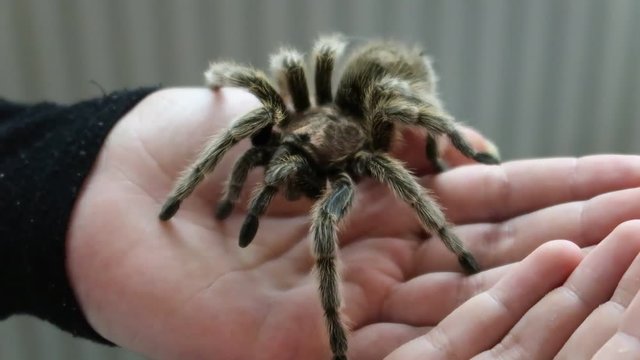 chilean rose tarantula