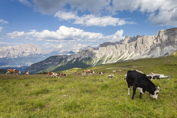 Fototapeta na wymiar Cattle on the mountain pasture