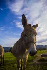 Fototapeta premium Âne