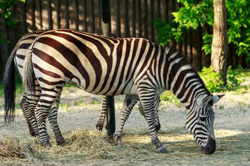 Fototapeta na wymiar The wild zebra