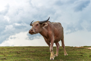 Buffalo on the prairie in thailand.